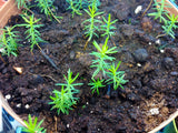 thuja occidentalis seedlings
