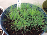Tree seed - Red pine