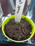 picea koyamae seedling cotyledons