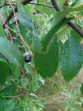 Tree seed - Black cherry