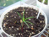 douglas fir seedling
