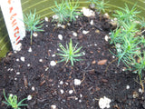 Tree seed - Lutz spruce