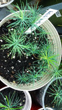 Tree seed - Eastern white pine