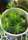 spruce cup