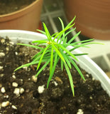 douglas-fir seedling