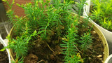thuja seedlings