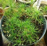 pinus taeda seedlings