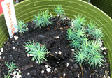 Tree seed - Lutz spruce