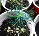 Tree seed - Eastern white pine