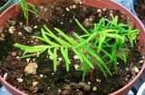 Tree seed - Dawn redwood