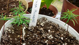 Tree seed - Douglas-fir
