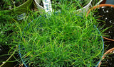 Tree seed - Red pine