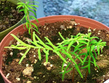 Tree seed - Dawn redwood