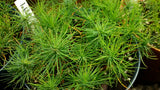 pinus taeda