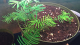 Tree seed - Dawn redwood