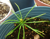pinus koraensis seedling