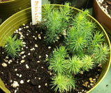 Tree seed - Lutz spruce