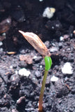 abies procera seed