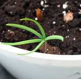 abies procera seedling