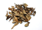 longleaf pine seeds pinus palustris