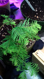 Tree seed - Dawn redwood