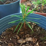 korean pine seedling