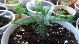 Tree seed - Giant sequoia