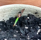 Tree seed - Longleaf pine