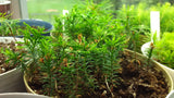Tree seed - Eastern white cedar