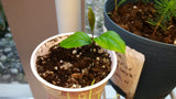 Tree seed - Black cherry
