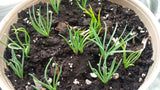 longleaf pine seedlings
