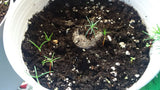 Tree seed - Giant sequoia