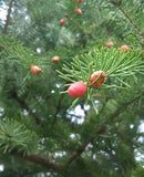 picea glauca pollen cone