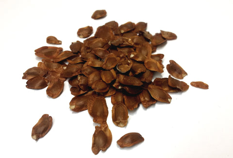Tree seed - Japanese umbrella pine
