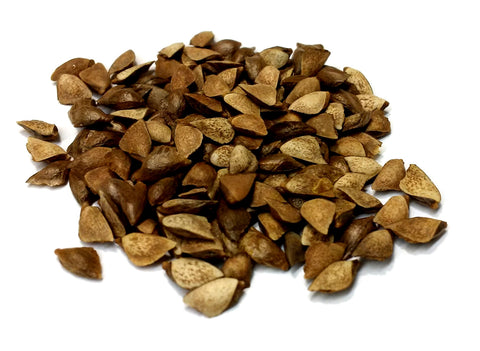 pseudotsuga menziesii seeds