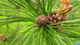 Tree seed - Red pine