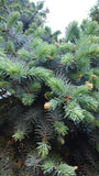 Tree seed - Colorado blue spruce