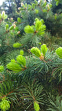 Tree seed - Colorado blue spruce