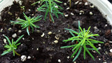 abies procera seedling noble fir