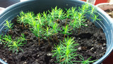 Tree seed - Hybrid Red/Black spruce