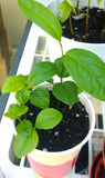 Tree seed - Black cherry