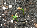 balsam fir seedlings cotyledons