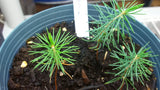 picea koyamae seedlings