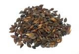 Tree seed - Norway spruce