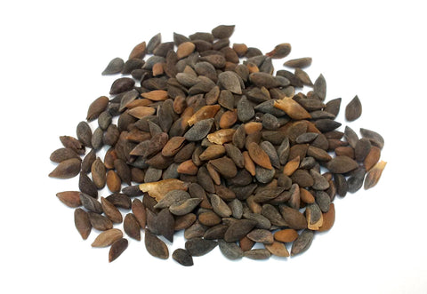 Tree seed - Norway spruce