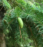 picea glauca immature seed cone