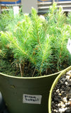 Tree seed - Lutz spruce