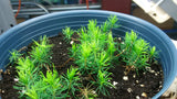 Tree seed - Hybrid Red/Black spruce