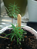 Tree seed - Douglas-fir