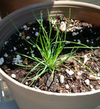 longleaf pine seedling